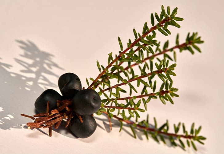 Mountain Crowberry