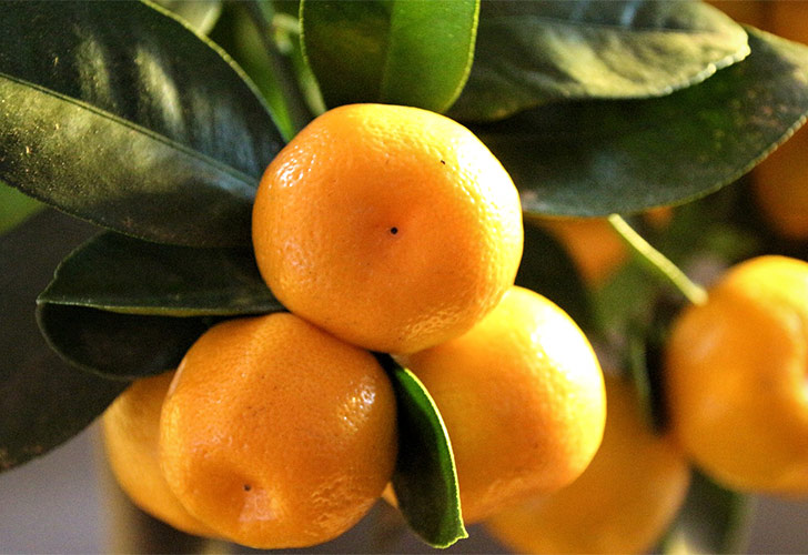 calamondino