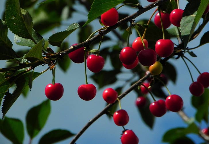 cherries