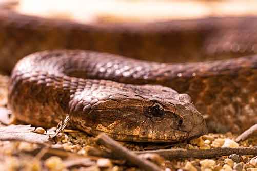 Eastern Brown Snake