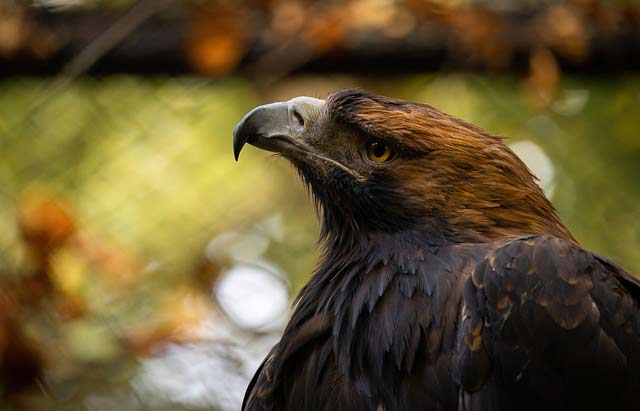 eastern-imperial-eagle