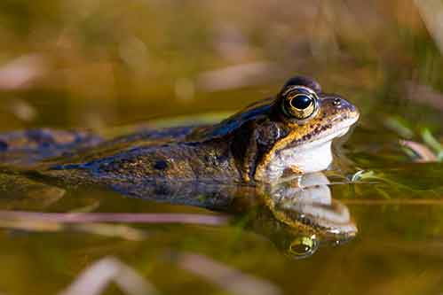 edible frog