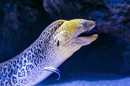 eel