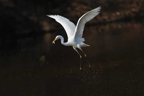 egret