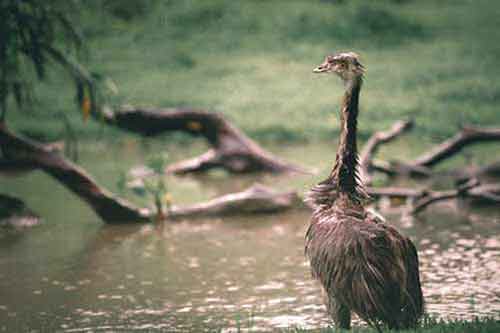 emu