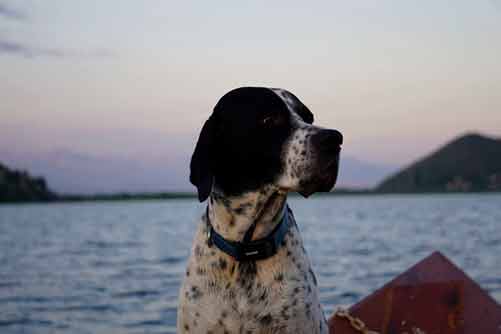 english pointer