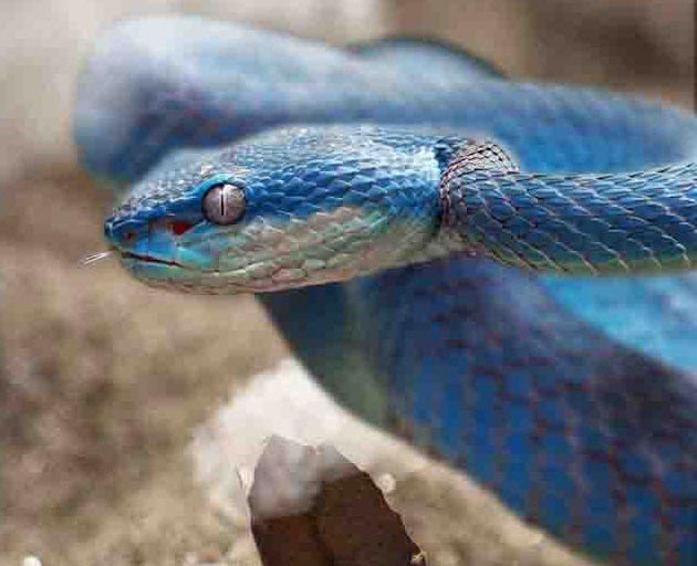 gabon viper