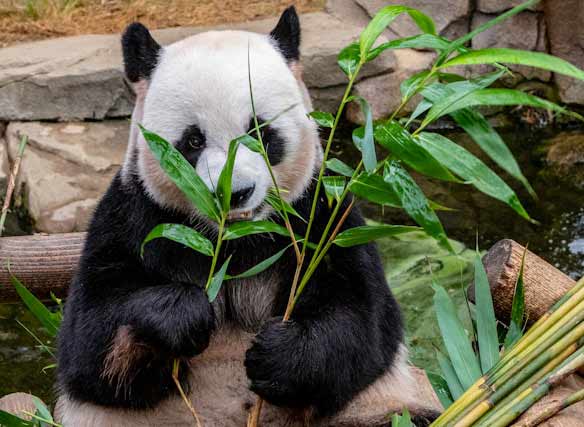 giant panda bear