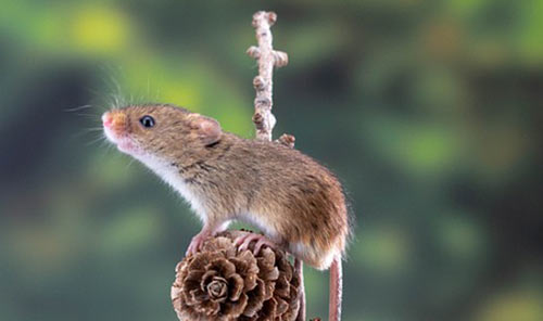 Harvest mouse, Mouse, Pine cone 
