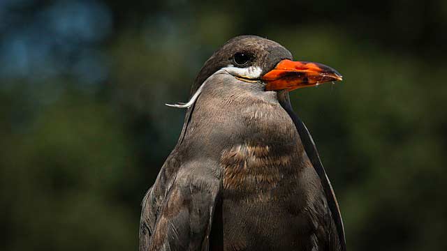 inca-tern