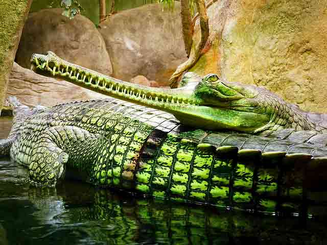 Indian Gavial