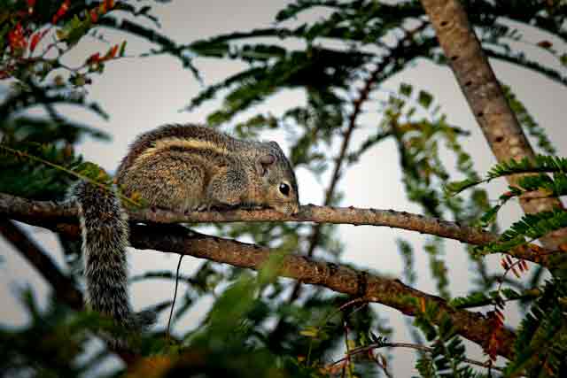 indian palm squirrel-a squirrel sitting on top of a tree branch