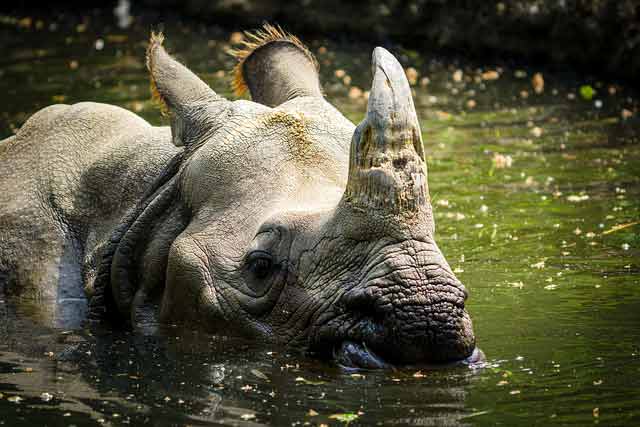 indian-rhinoceros