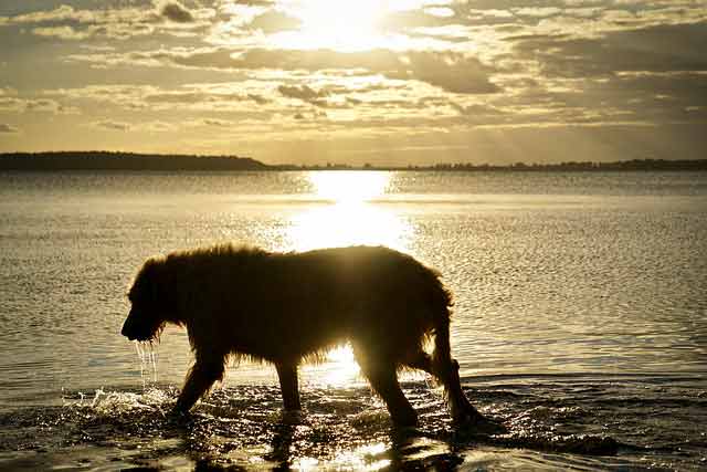 irish-wolfhound