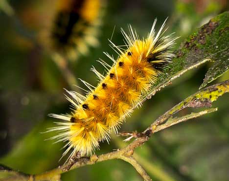 Isabella Tiger Moth