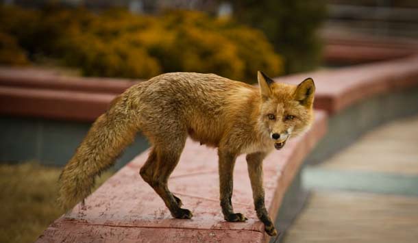 Island Fox