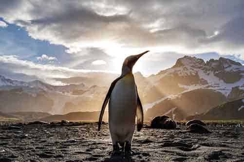 king penguin