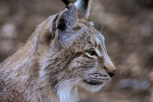 Eurasian lynx