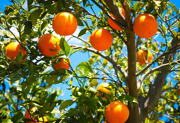 orange, citrus fruit
