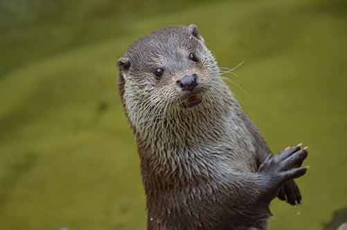 otter