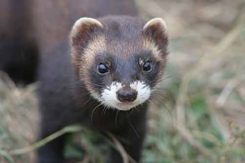 polecat