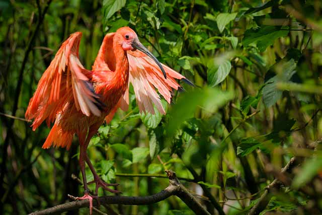 scarlet ibis, Ibis