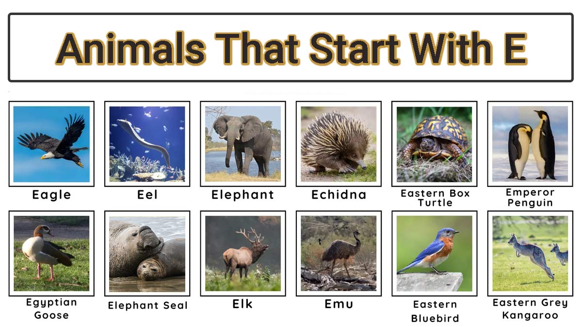 Animals That Start with E