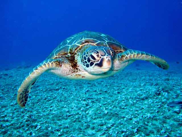 black white turtle