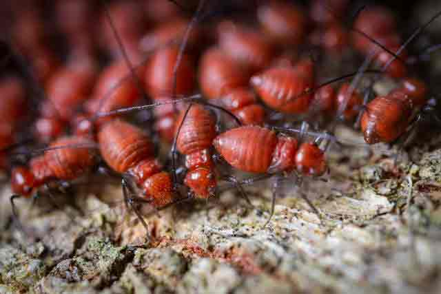 Dangerous colony of termites crawling on dry terrain in daylight