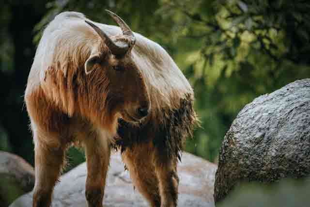 Takin with pointed horns on rough stone in zoo