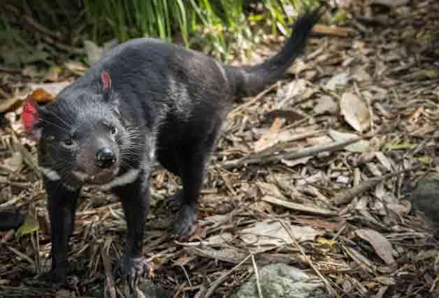 Tasmanian Devil