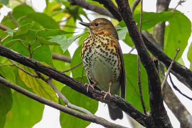 Thrush