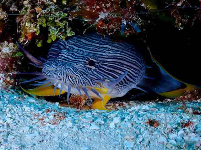 Toadfish