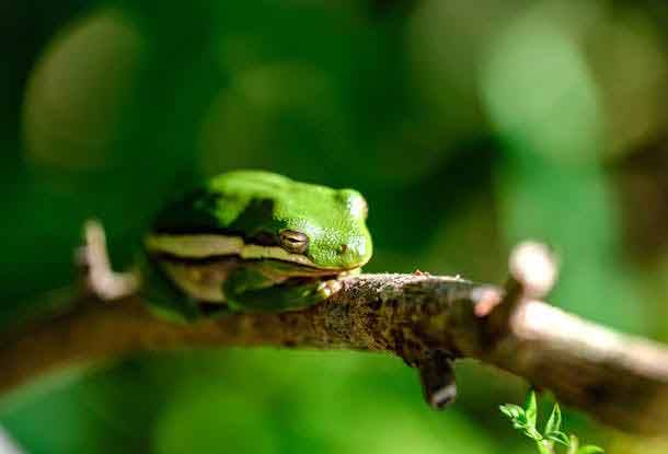 tree frog