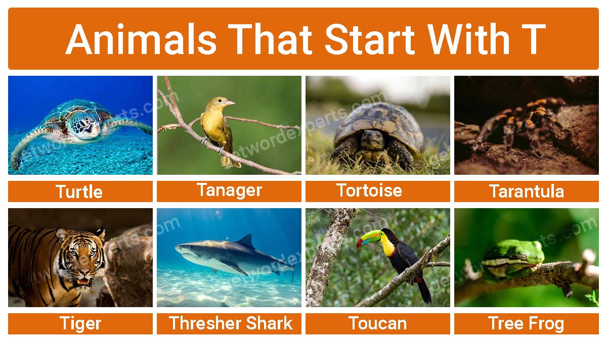 animals that start with t