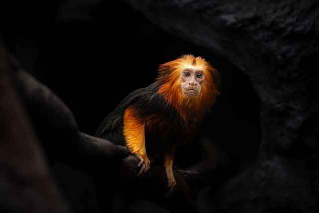 Tamarin