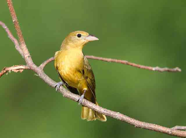 tanager-Close-up of Summer Tanager Sitting on a Branch