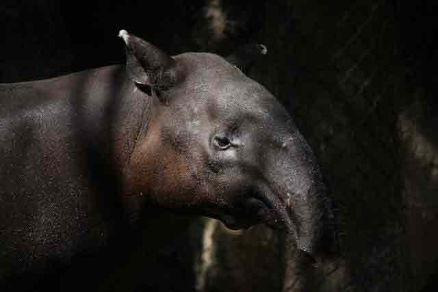 tapir