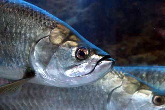 tarpon