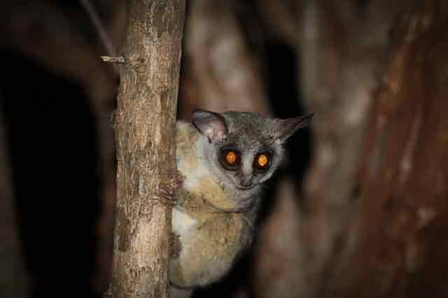 Tarsier