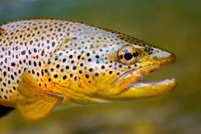 trout_ Brown trout image_