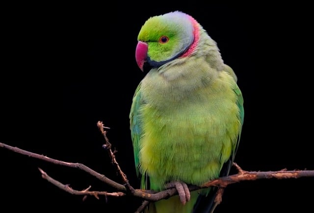 parakeet- animals starting with p