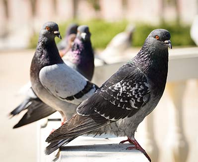 pigeon