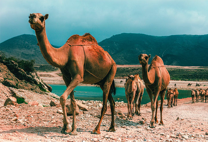 Countries that start with o-camel-Oman