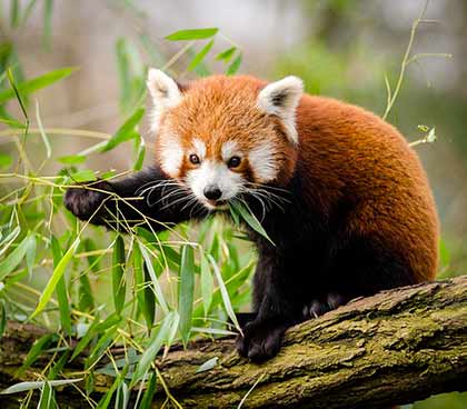 red-panda