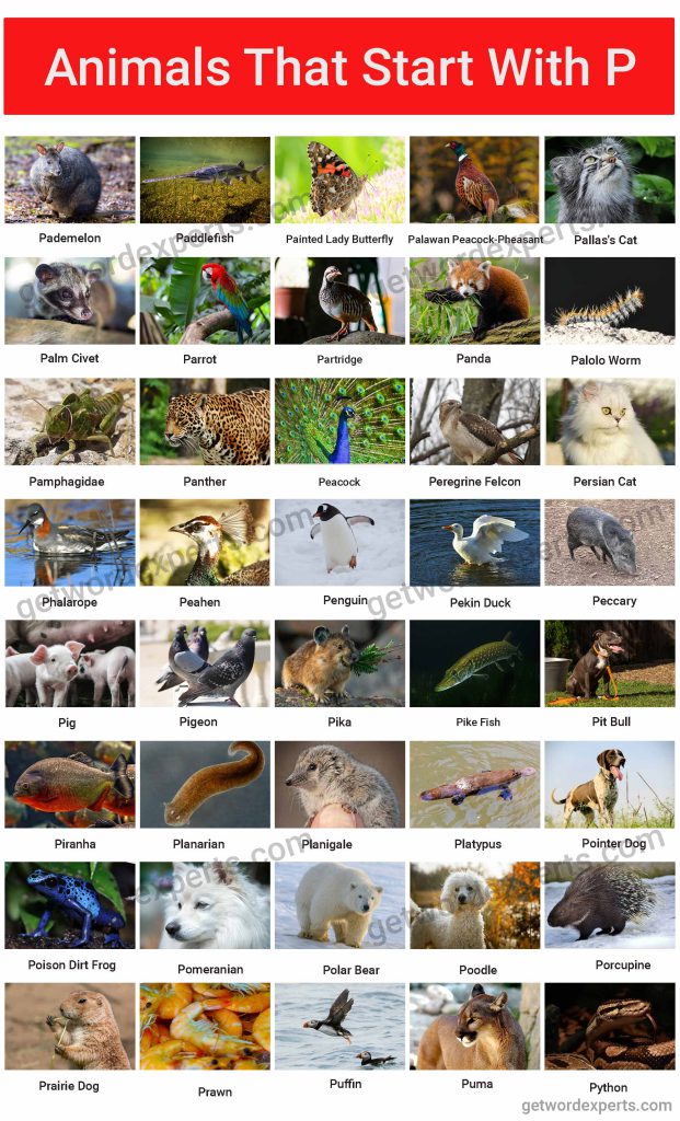 animals that start with p list