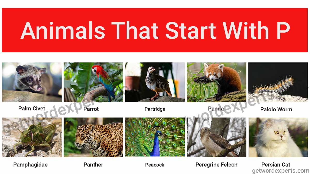 animals that start with p