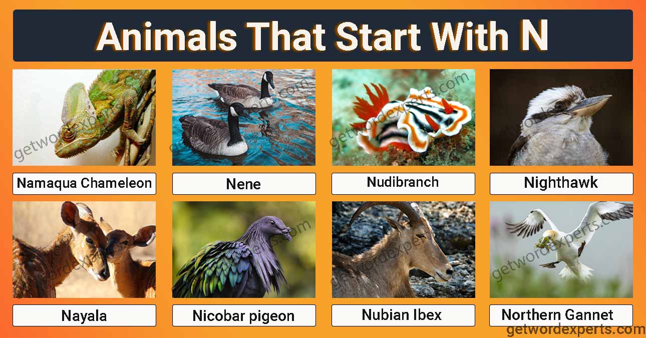 animals that start with n