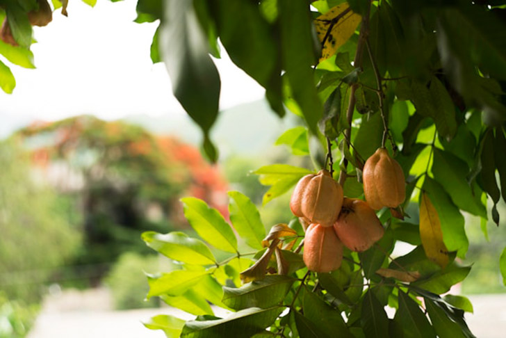 Jamaican Ackee