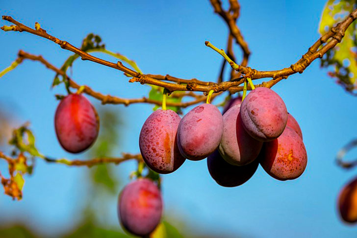 Japanese Plum